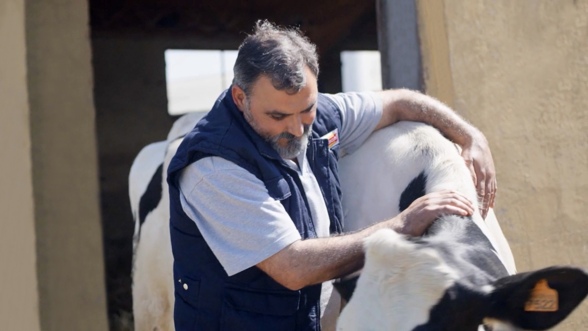 Ganadero con vaca 